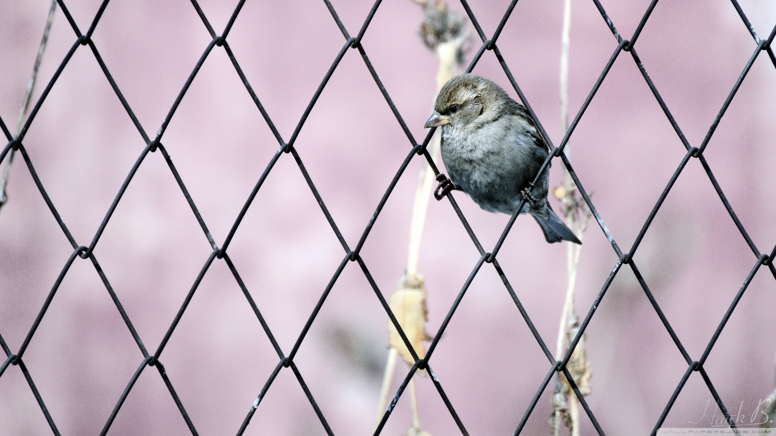 Download Animal Bird HD Wallpaper
