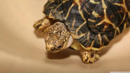 Animal tortoise HD Desktop Wallpaper | Background Image