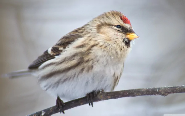 Common redpoll (bird) perched on a twig against a soft winter backdrop — Animal photograph presented as a 2K Quad HD PC desktop wallpaper and background.