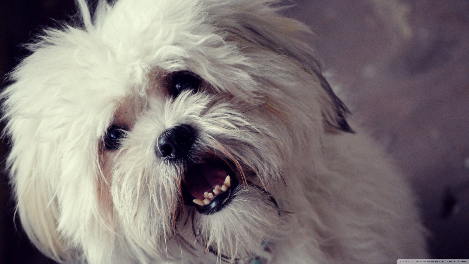 Download Dog Animal Maltese HD Wallpaper