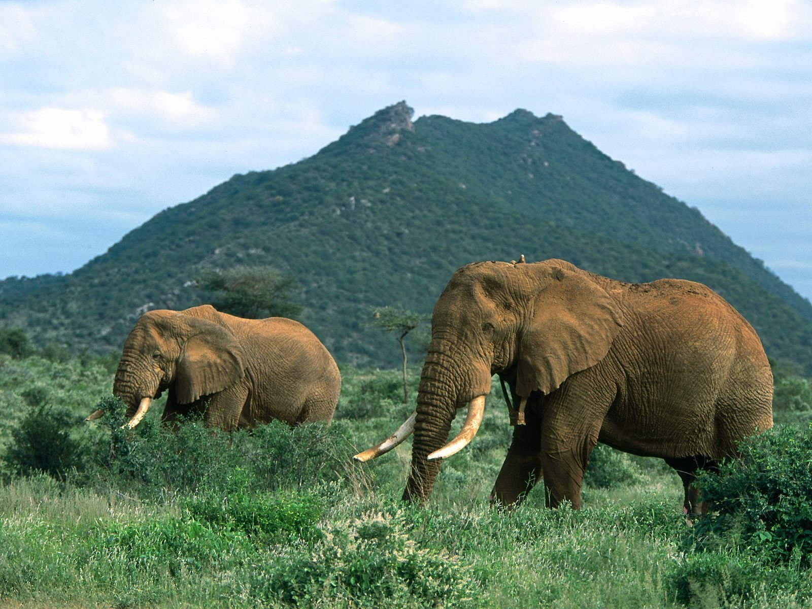 HD PC desktop wallpaper showing two African bush elephants walking in lush green vegetation with a mountain backdrop under a partly cloudy sky.