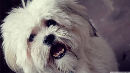 dog Animal maltese HD Desktop Wallpaper | Background Image
