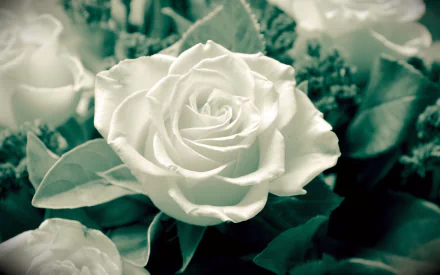 HD desktop wallpaper featuring a close-up of a pristine white rose surrounded by lush greenery, embodying the serene beauty of nature.