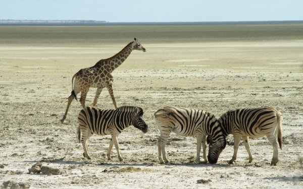 Animal Zebra Giraffe HD Wallpaper | Background Image