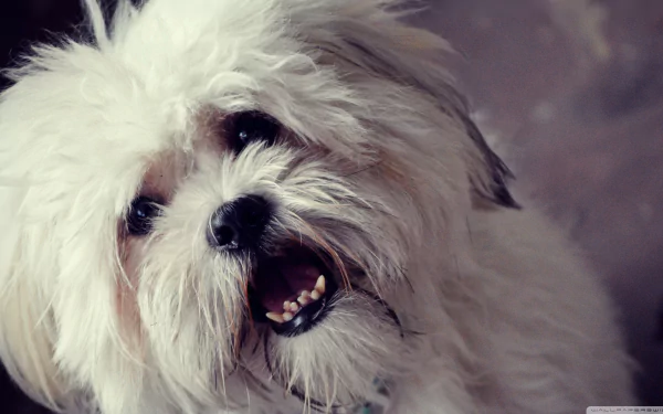 dog Animal maltese HD Desktop Wallpaper | Background Image