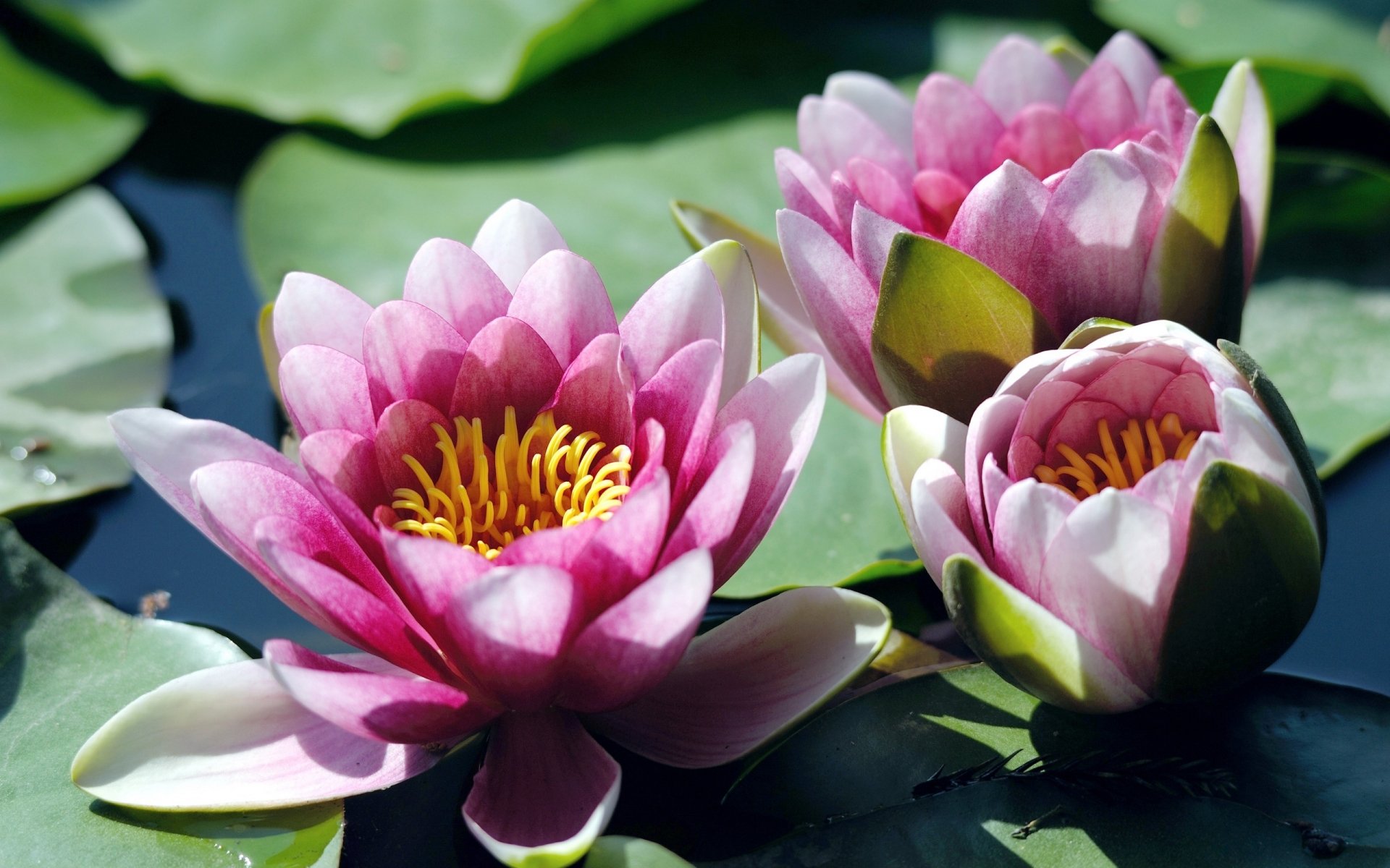 Download Flower Nature Water Lily HD Wallpaper