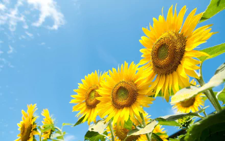 nature sunflower HD Desktop Wallpaper | Background Image