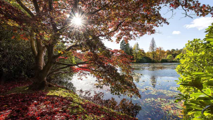 nature sunbeam HD Desktop Wallpaper | Background Image