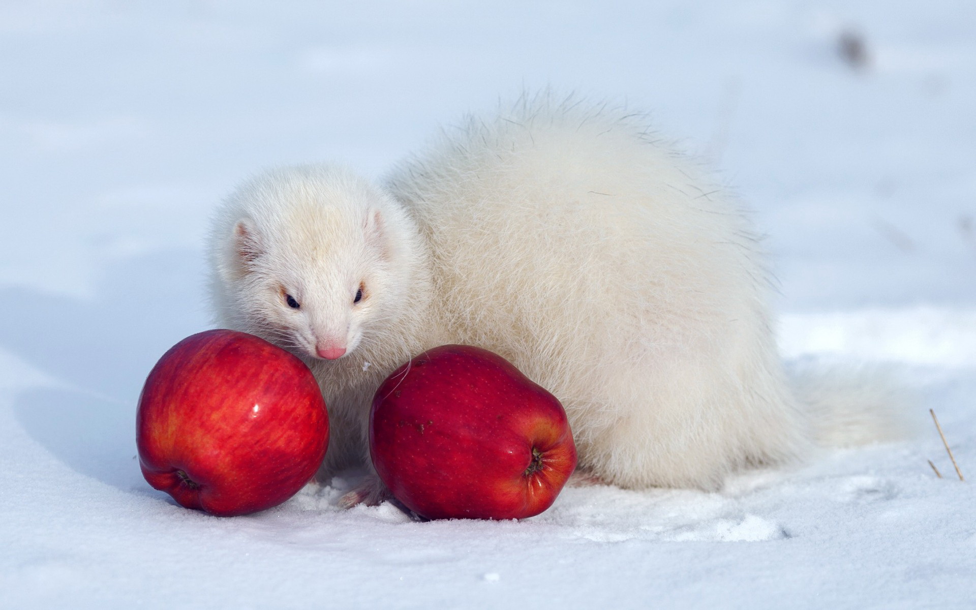 Ferret Hd Wallpaper