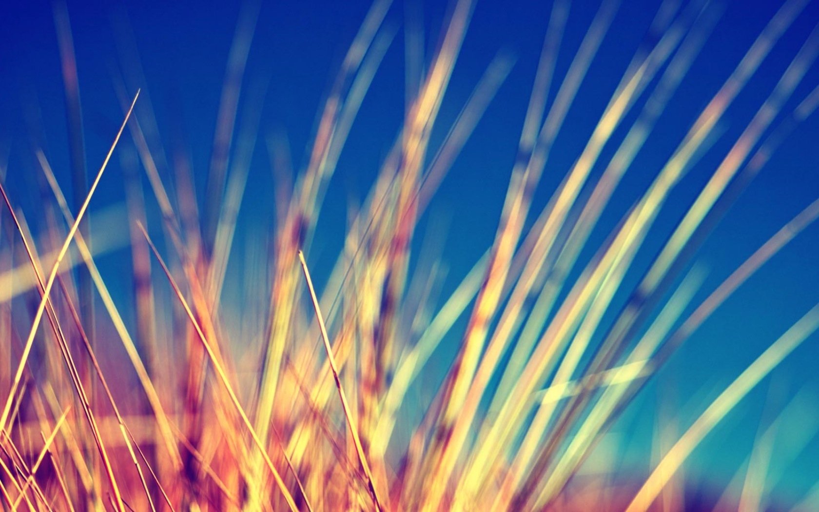 Download Photography Macro Wallpaper
