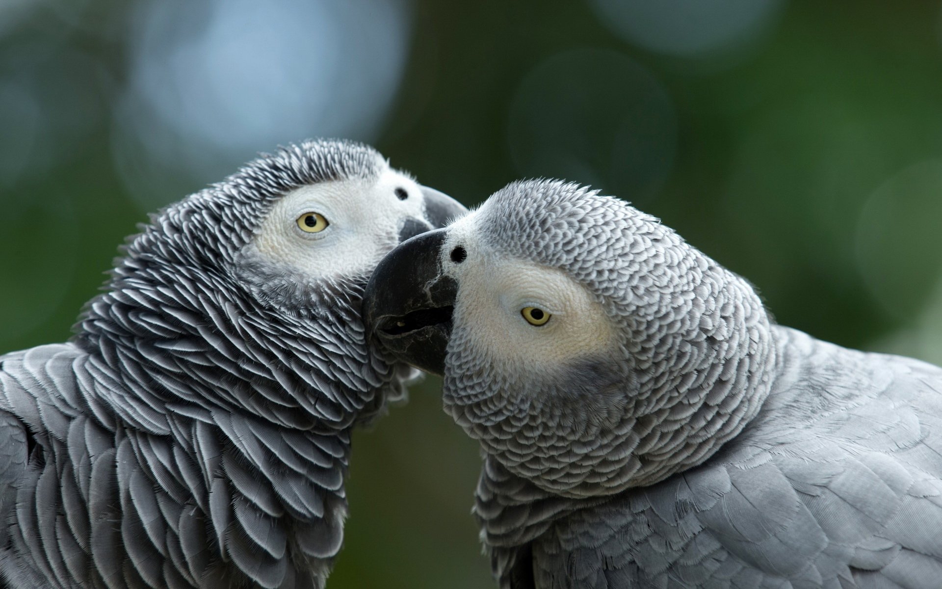 A stunning HD wallpaper featuring two African Grey parrots interacting closely, showcasing their intricate feathers and vibrant expressions against a natural background.