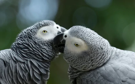 A stunning HD wallpaper featuring two African Grey parrots interacting closely, showcasing their intricate feathers and vibrant expressions against a natural background.