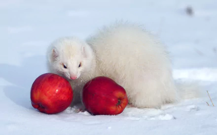 Animal ferret HD Desktop Wallpaper | Background Image