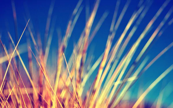 photography macro HD Desktop Wallpaper | Background Image