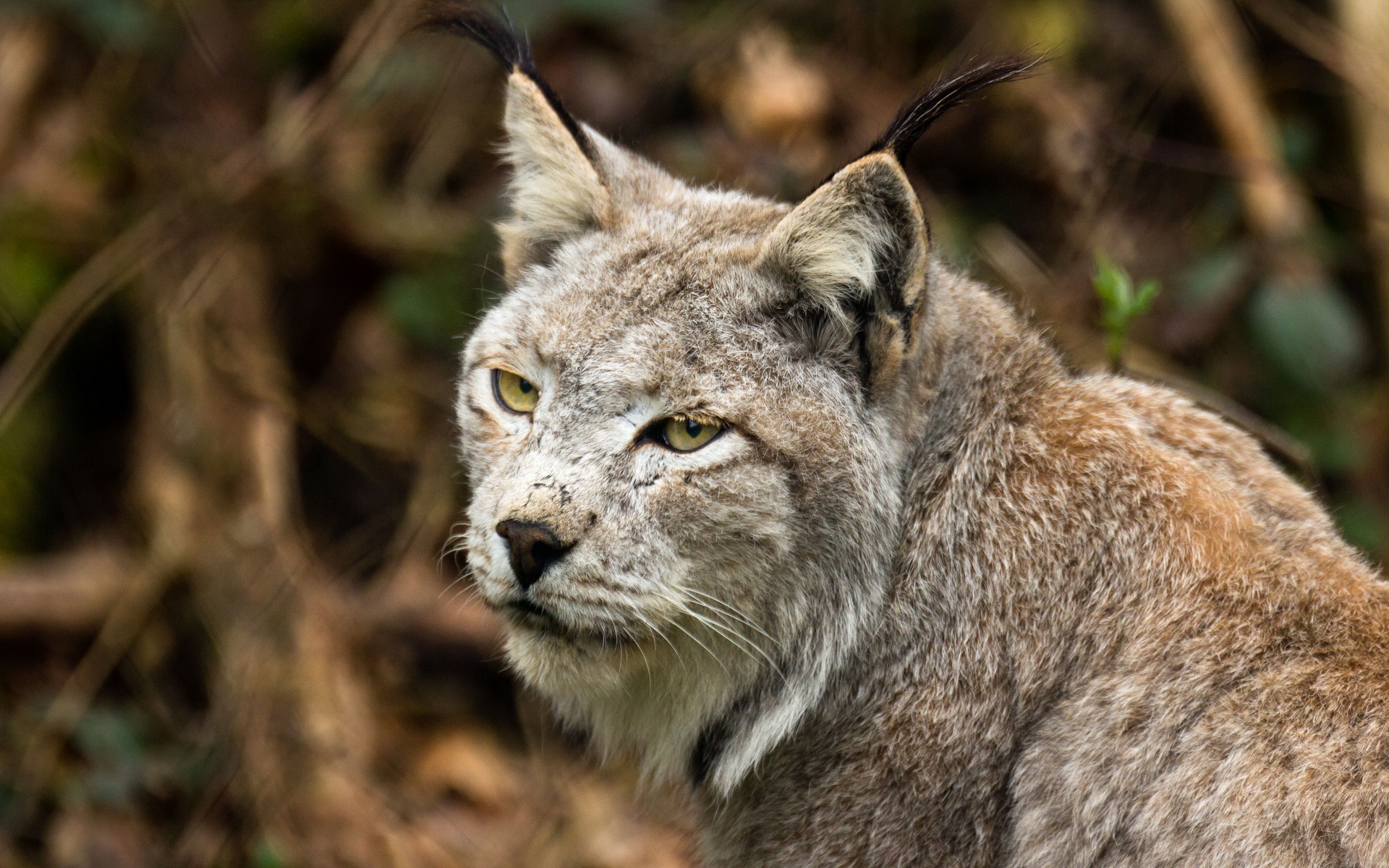 Animal Lynx HD Wallpaper