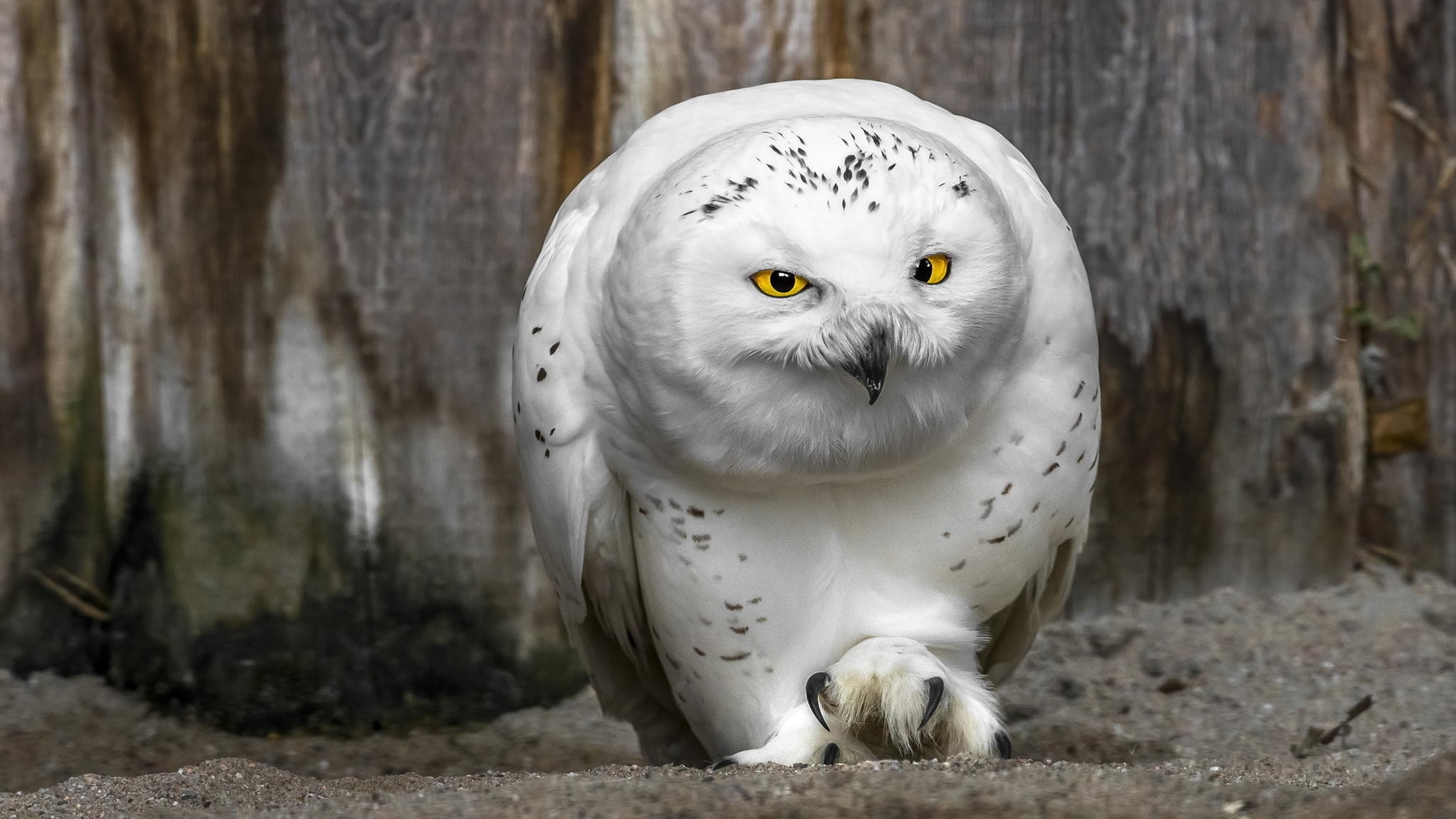 Snowy Owl HD Wallpaper | Background Image | 1920x1080 | ID:523400