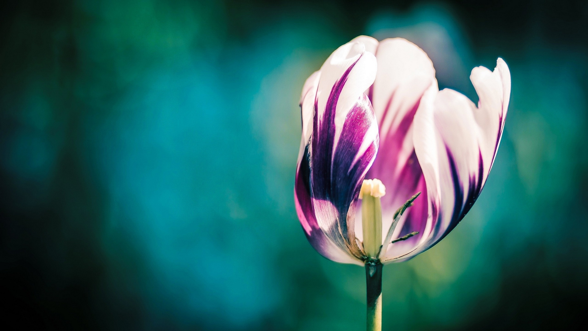 Download Flower Nature Tulip HD Wallpaper