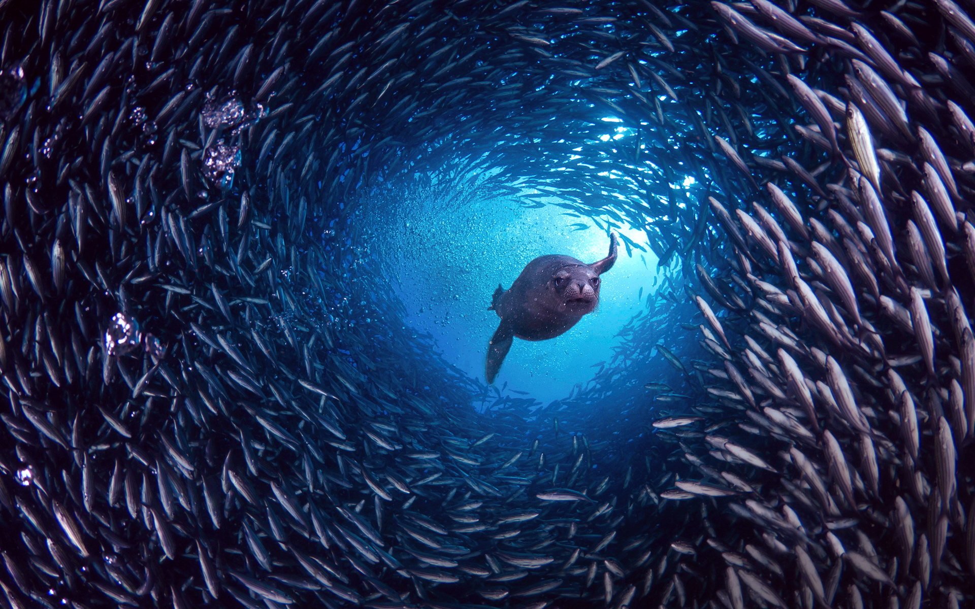 Жизнь в глубине моря. Галапагосские острова подводный мир. Рыбы в океане. Стаи рыб в океане. Морские глубины.