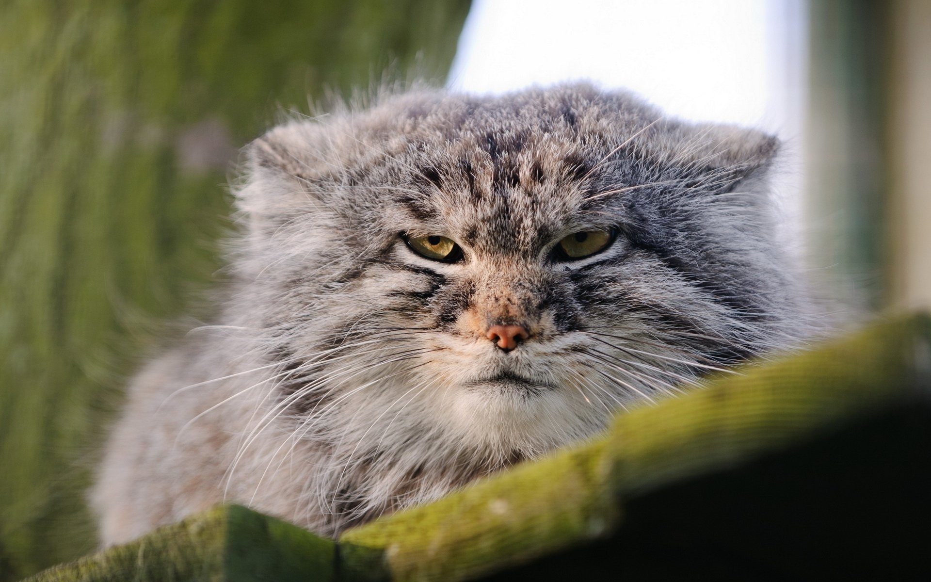 Download Animal Pallas's Cat HD Wallpaper