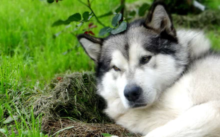 Animal alaskan malamute HD Desktop Wallpaper | Background Image