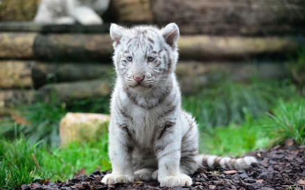HD desktop wallpaper of a white tiger cub sitting on a bed of small rocks, displaying its pale striped fur against a natural backdrop.