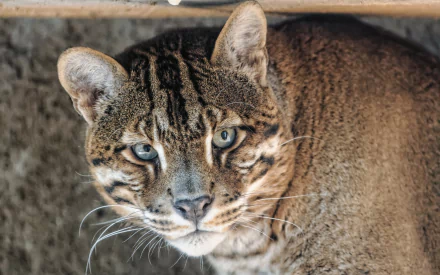 Animal wildcat HD Desktop Wallpaper | Background Image