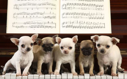 Five adorable chihuahua puppies sit on piano keys with sheet music in the background, captured in a crisp HD desktop wallpaper showcasing cute animals.
