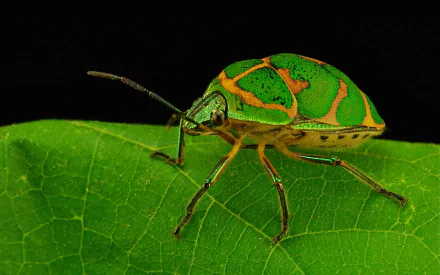 Animal beetle HD Desktop Wallpaper | Background Image
