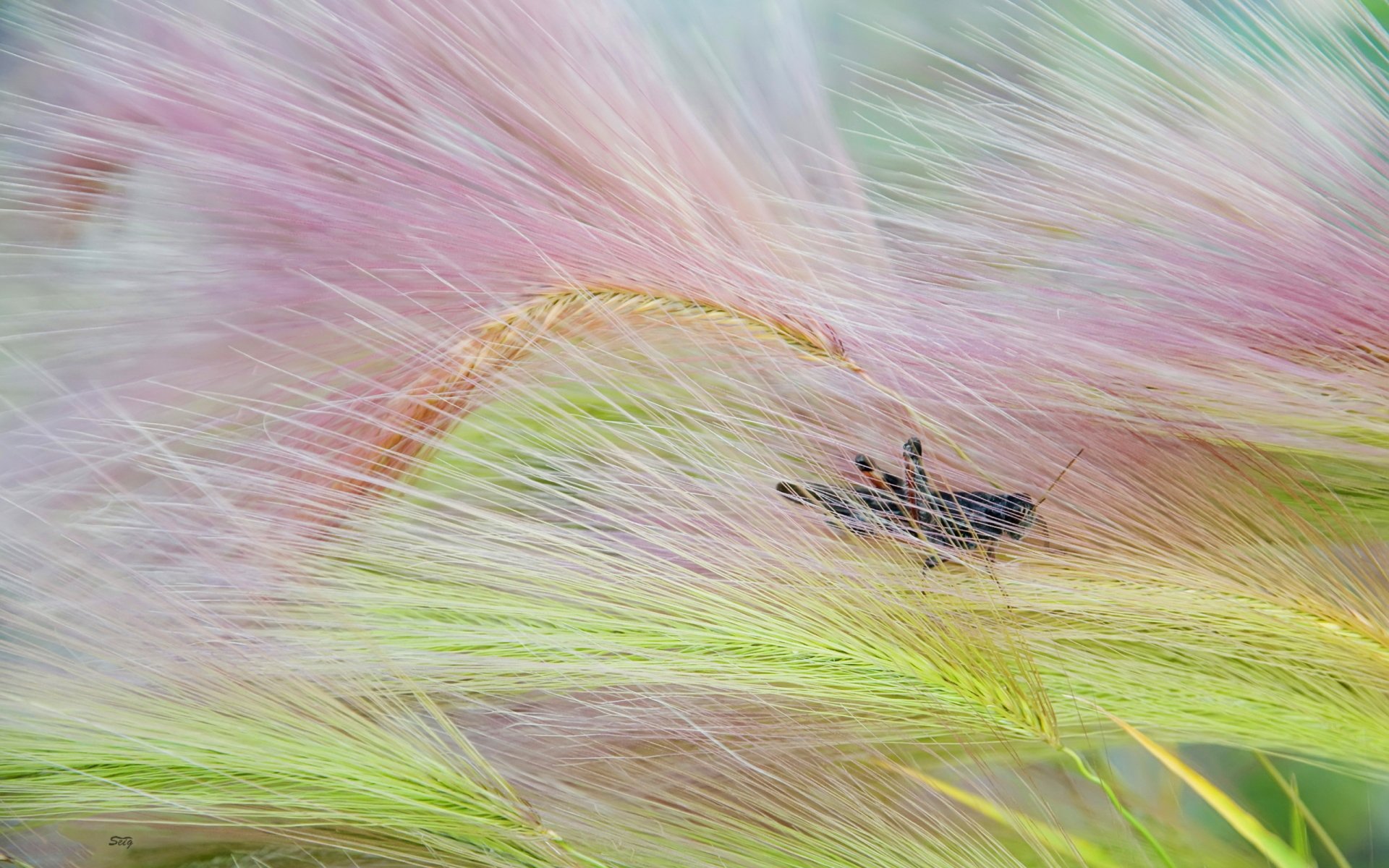 Download Animal Grasshopper HD Wallpaper