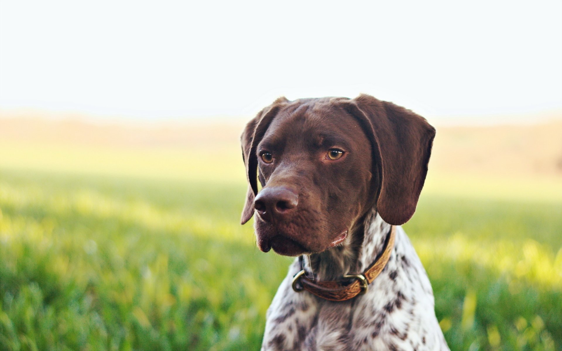 Download Dog Animal German Shorthaired Pointer HD Wallpaper