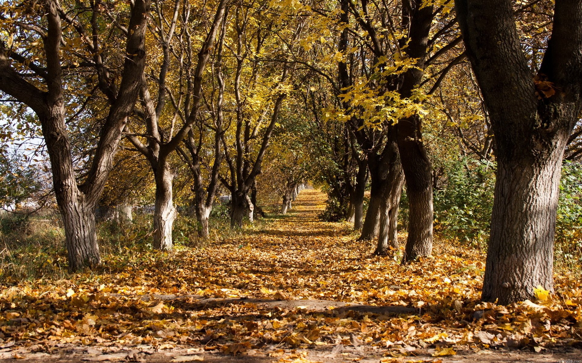Download Man Made Path HD Wallpaper | 1920x1200 | Wallpaper Abyss