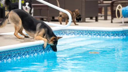 A German Shepherd leans over the edge of a swimming pool, appearing to be interested in the water. Two other dogs are visible in the background near poolside furniture. HD desktop wallpaper and background.