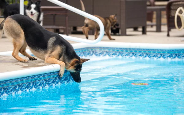 A German Shepherd leans over the edge of a swimming pool, appearing to be interested in the water. Two other dogs are visible in the background near poolside furniture. HD desktop wallpaper and background.