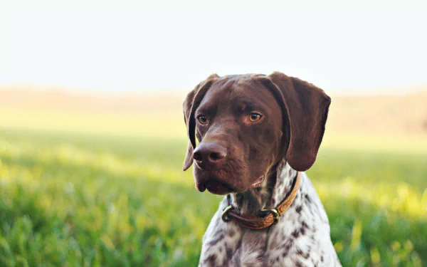 dog Animal german shorthaired pointer HD Desktop Wallpaper | Background Image