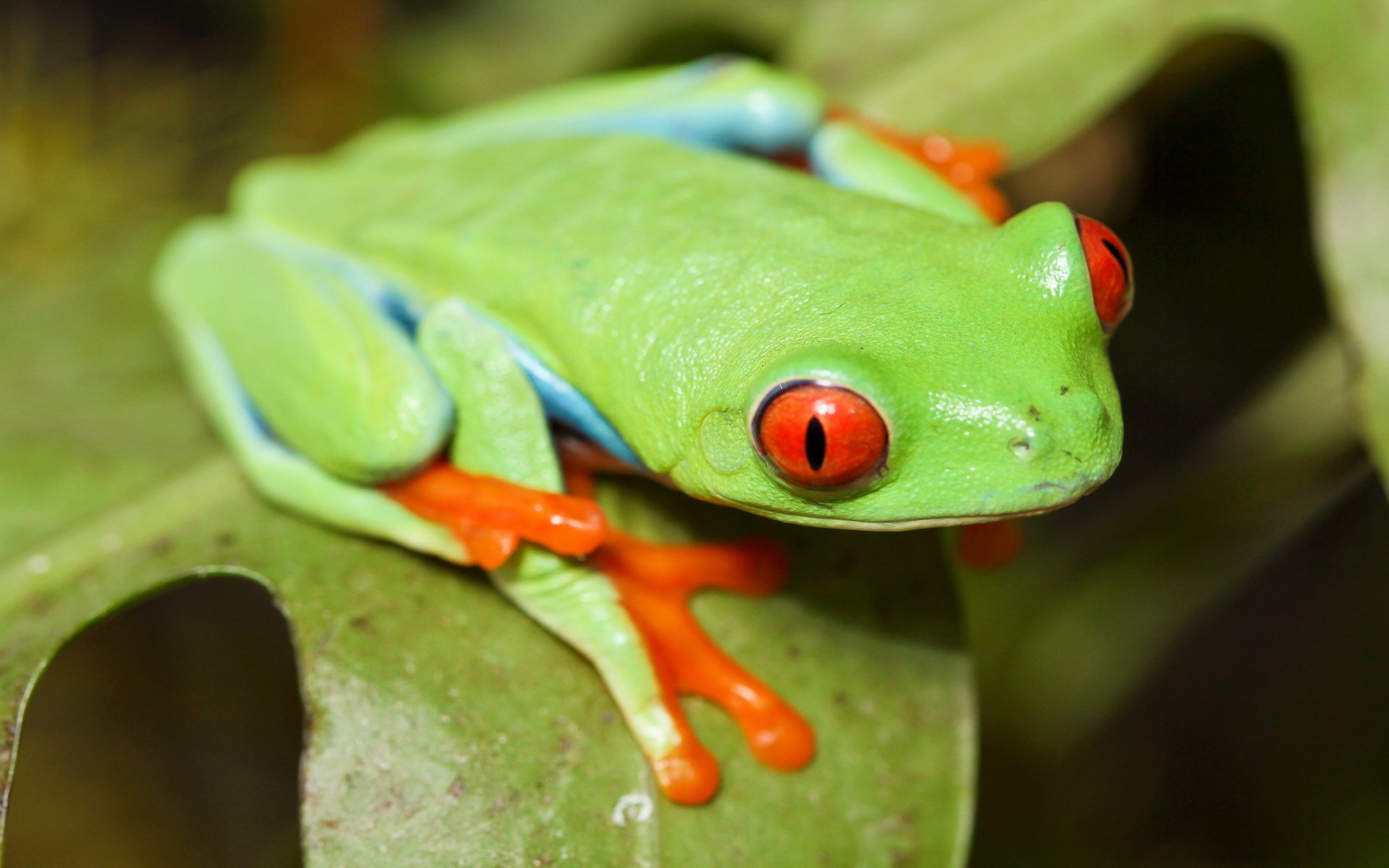 Download Animal Red-eyed Tree Frog HD Wallpaper