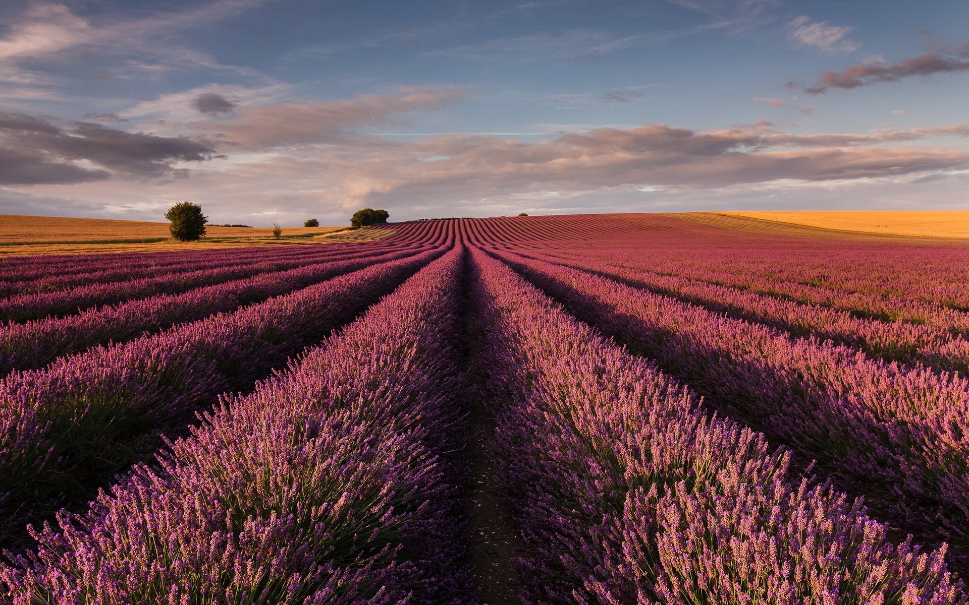 Download Nature Lavender HD Wallpaper