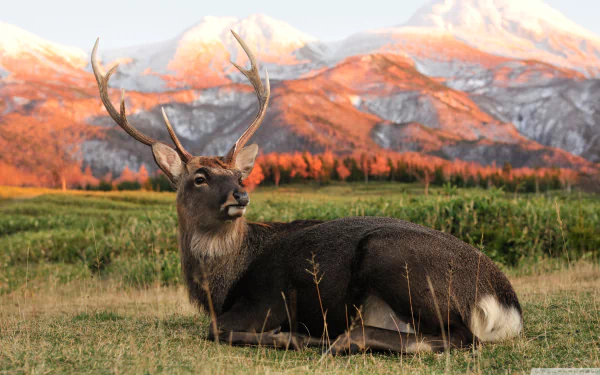 A majestic stag with large antlers rests on grassy terrain against a backdrop of snow-capped mountains and autumn-colored hills, captured in this HD animal desktop wallpaper.