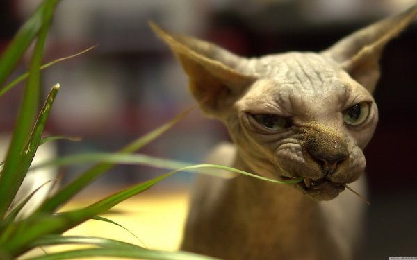 Animal Sphynx Cat Cat HD Wallpaper | Background Image
