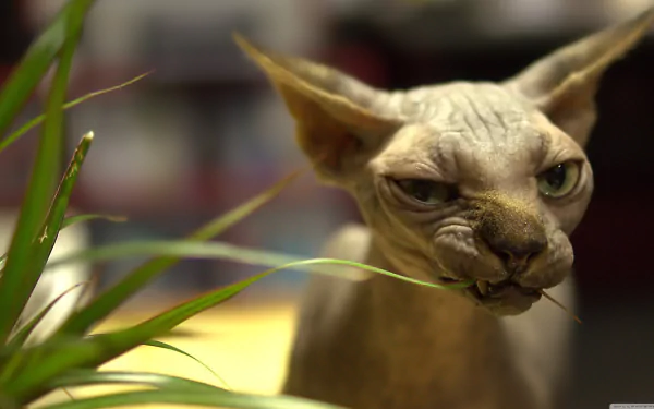 cat Animal sphynx cat HD Desktop Wallpaper | Background Image