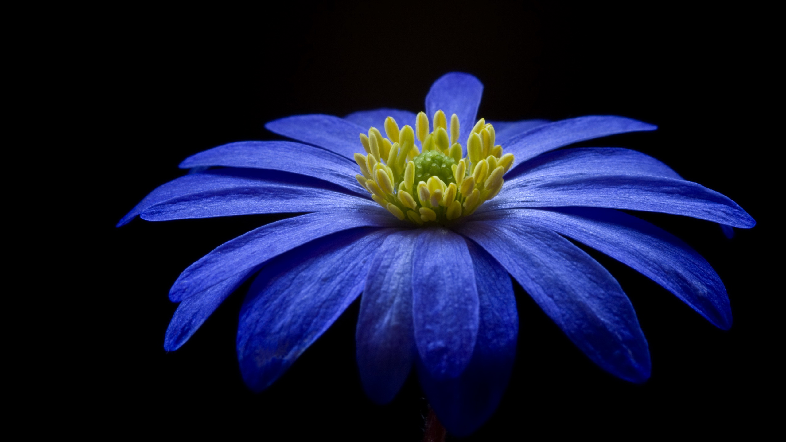 Download Blue Flower Black Closeup Daisy Nature Flower HD Wallpaper