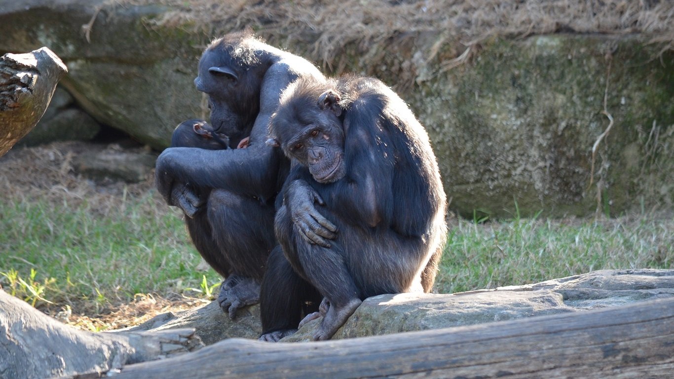 Chimpanzee At Taronga Zoo Sydney, Australia by lonewolf6738 Wallpaper