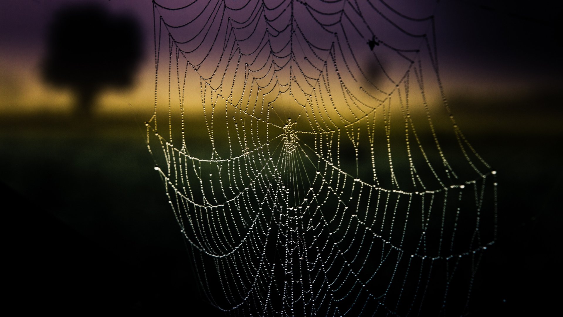 Download Photography Spider Web HD Wallpaper