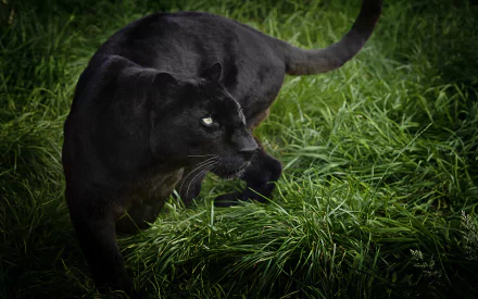 A striking black panther prowls gracefully through lush green grass, captured in stunning detail. This HD image serves as an impressive desktop wallpaper and background.