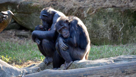  Chimpanzee At Taronga Zoo Sydney, Australia