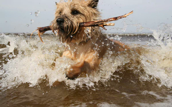  Cairn Terrier
