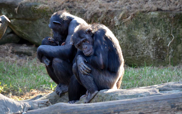 Chimpanzee At Taronga Zoo Sydney, Australia