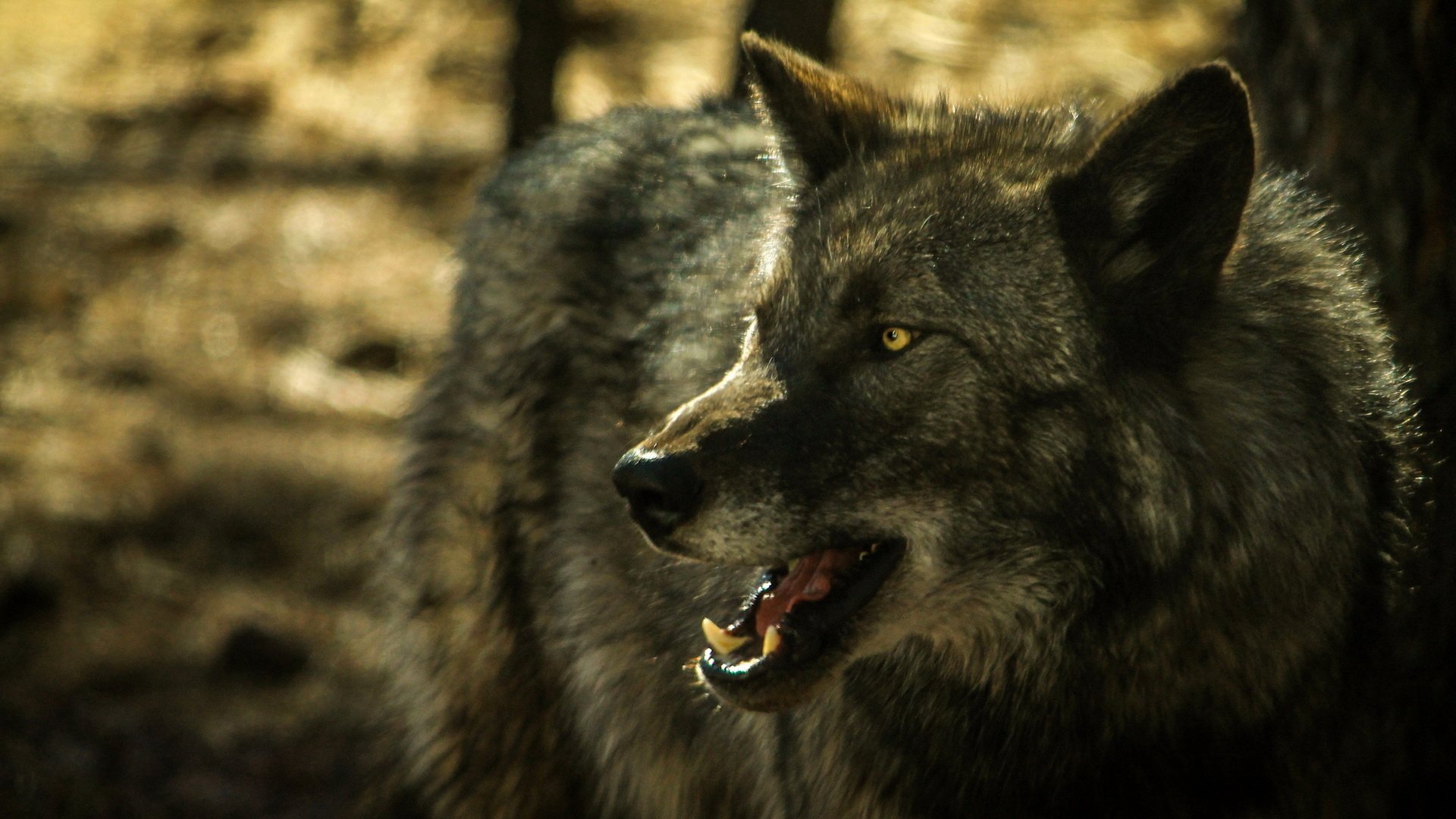 Loup Fond D Ecran Hd Arriere Plan 1920x1080 Id 528079