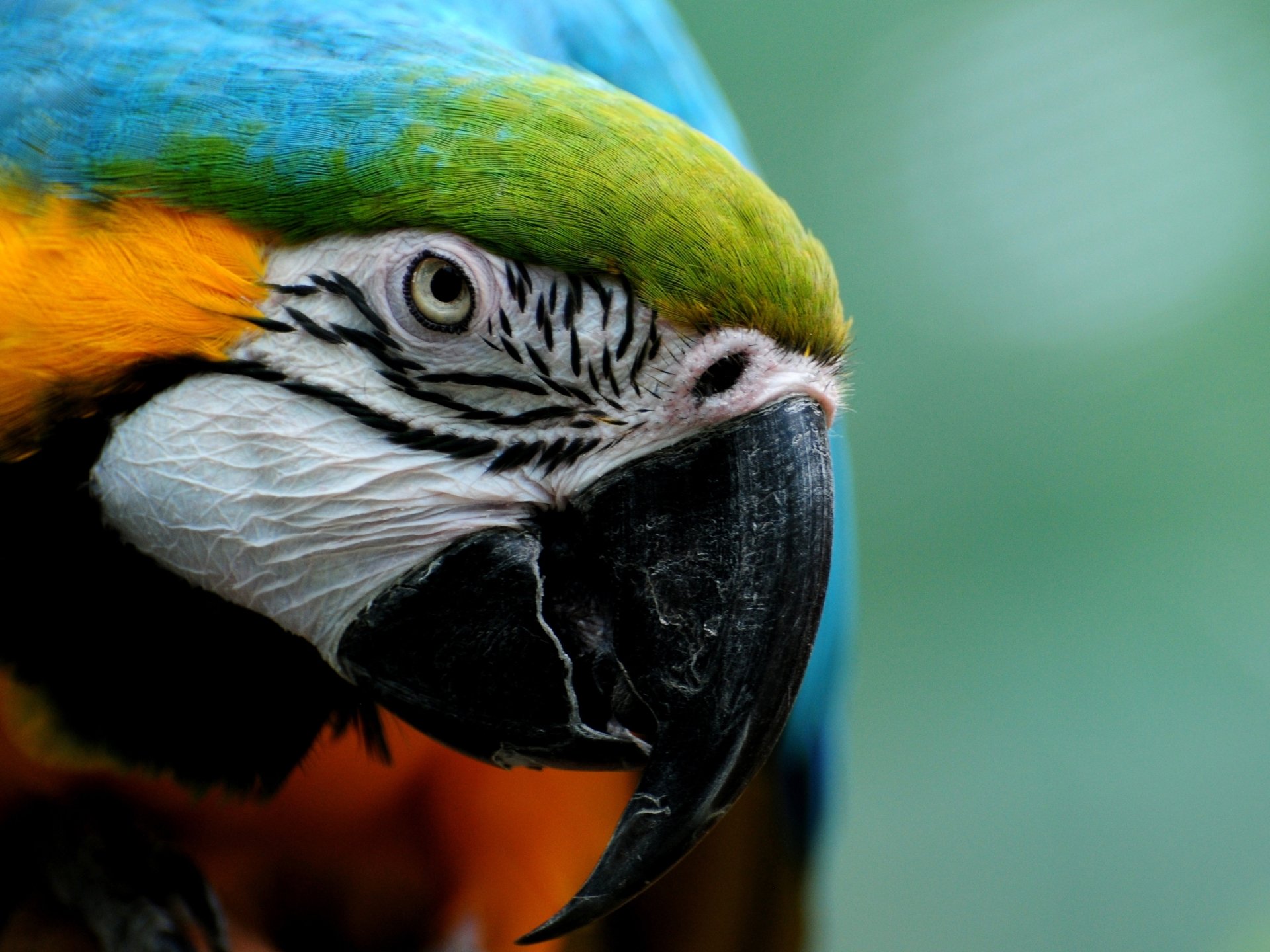 Blue-and-yellow macaw close-up (bird, animal) with vivid plumage and curved beak on soft green background — 2K Quad HD PC desktop wallpaper.
