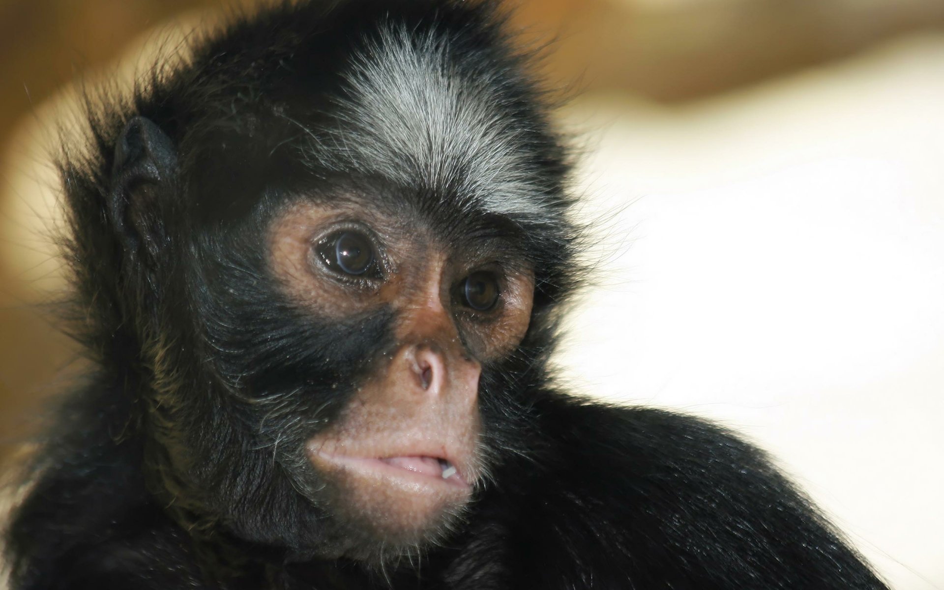 Download Animal Monkey HD Wallpaper