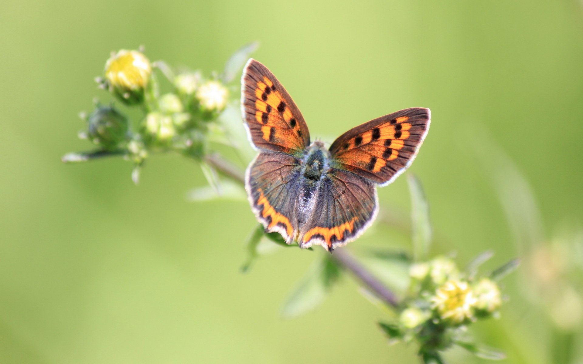 Download Animal Butterfly HD Wallpaper